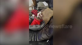 These cats are NOT feeling the Christmas spirit