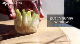 How to grow green onions in nothing but water