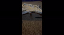 Tiny lovebird imitates snake as it slithers underneath blanket