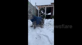 Cute cat on a winter snow walk in Brest, Belarus