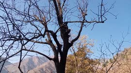 Hight of tree and cutting .Brave man cutting tree in mid of tree ..its also dangerous  but he done it