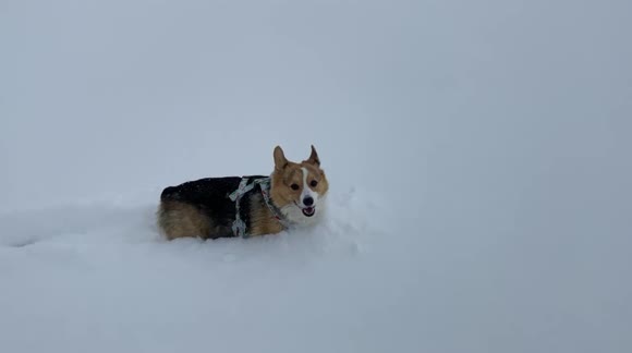 Corgi enjoys fresh snow after a winter storm in South Dakota