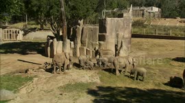 A Herd of African Elephants Go Exploring After Their Exhibit Doubles in Size