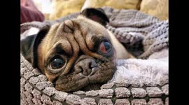 Pug has adorable time trying to open present, Does he do it?