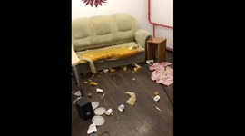 The owner forgot to close the door for the dog and this is what happened