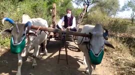 Indian villagers make farm animals wear masks in curious bid to combat Covid
