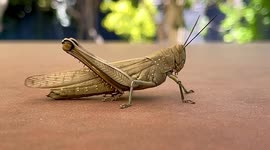 How often do you see a large Grasshopper wriggling out a poo?