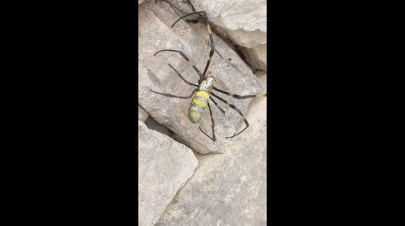 Large Invasive Joro spider (Trichonephila clavata)spotted in Georgia