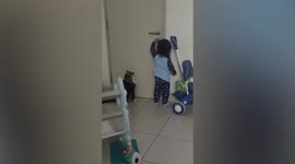 Impatient cat tries to open door knob by itself