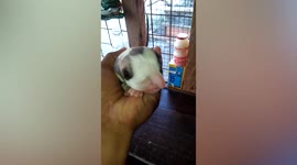 Puppy born with strange, trunk-like nose in the Philippines