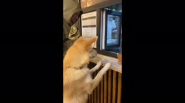 Adorable moment dog orders snack from shop counter in Russian capital