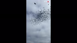 'Hundreds of Blackbirds blanket the sky and create stunning murmurations'
