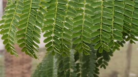 Thakurgaon is Covered With Thick Fog