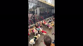 Hundreds of cute corgis gather outside Buckingham Palace
