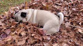 Excited pug plays in pile of autumn leaves