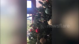 UK family discover deadly poisonous snake dangling from their Christmas tree