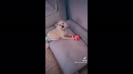 Rescue dog goes viral on TikTok thanks to his SINGING videos – but he only howls to certain tunes