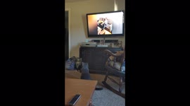 Strange Russian Blue Cat Sits Down To Watch TV, Realizes Owners Are Watching