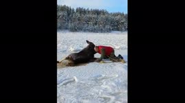 Rescuing an exhausted calf on a frozen river