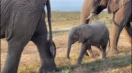 Orphaned albino elephant calf Khanyisa takes a walk with her new herd in South Africa