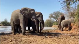 Join the Jabulani herd of rescued elephants for a refreshing mud bath in the wilderness