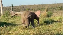 Orphaned baby elephant, Khanyisa, is full of energy at the orphanage on this morning