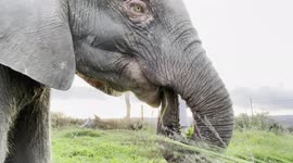 Peaceful mornings at the HERD orphanage with Khanyisa the baby elephant and friends