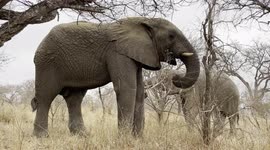 Spend some time in the South African wilderness with the Jabulani herd of rescued elephants