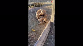 ''THOSE SOUNDS!' Energetic turtle goes ALL OUT while mating with partner '