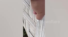 Frost hits farm during cold spell in tropical Philippines