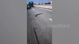 Large python holds up traffic on busy road in Thailand