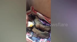 Passerby rescues pack of newborn puppies abandoned inside bag