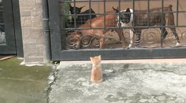 Kitten keeps calm as angry dogs bark behind gate