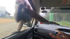 Determined monkey attempts to force its way through car window in Sri Lanka