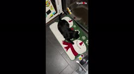 'Slithery cat channels her inner snake by doing a CRAZY crawl'