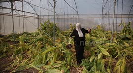 Palestinian woman Fatima al-Turabi harvests fresh turmeric at  her plastic greenhouse, in the West Bank city of Nablus