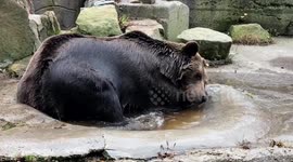 Massive brown bear enjoys a bath at Russian zoo