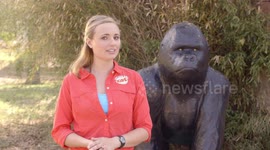 The Story of a Young Chimp Named Mike Who Needed a Life-Saving Medical Procedure