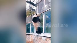 Panda ESCAPES from enclosure at Beijing zoo