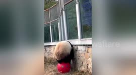 Giant panda makes great escape from enclosure at Beijing Zoo