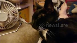 Tired kitty Laffy faceplants onto the sofa, its so sweet!