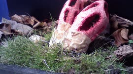 Clathrus ruber (Red Cage Stinkhorn) erupting from their eggs time lapse