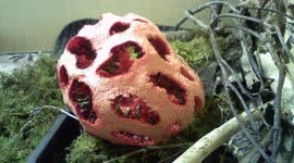 Clathrus ruber (Red Cage Stinkhorn) Fungus Time Lapse, filmed over a 48hr period