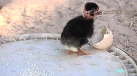 A newborn black chicken with a funny hairstyle suddenly makes  a mad dash for freedom as he darts away from his egg shell at high speed.