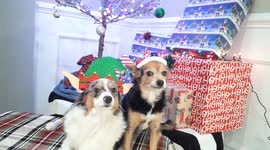 It's beginning to look a lot like Christmas everywhere you go