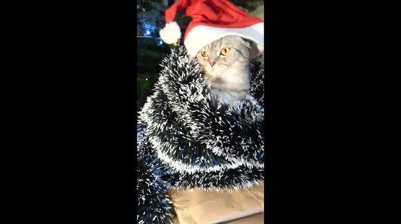 Christmas cat goes all glitter for the holidays