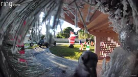 Curious bird seen peeking at Ring camera in US neighbourhood