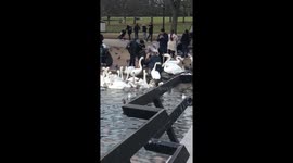 Man gets mobbed by flight of swans while feeding birds in Hyde Park
