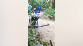 King cobra found slithering through family's garden in southern Thailand