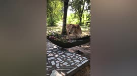 Cow wakes man sleeping on hammock with its hoof